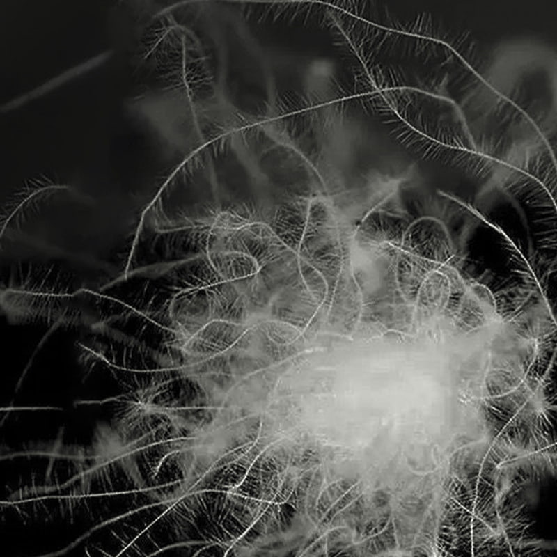 80% szarego puchu kaczego 80% szarego puchu kaczego